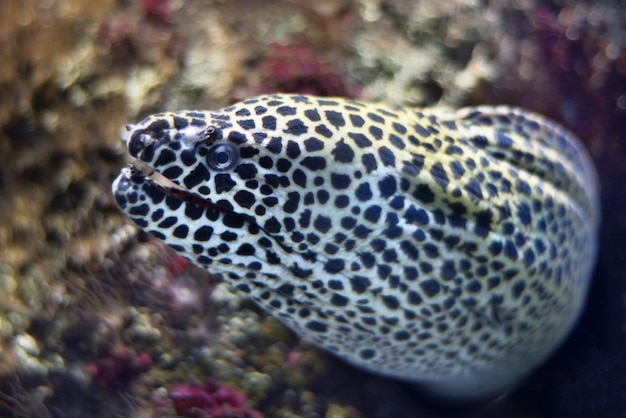 Feche acima da vista de um peixe moray.