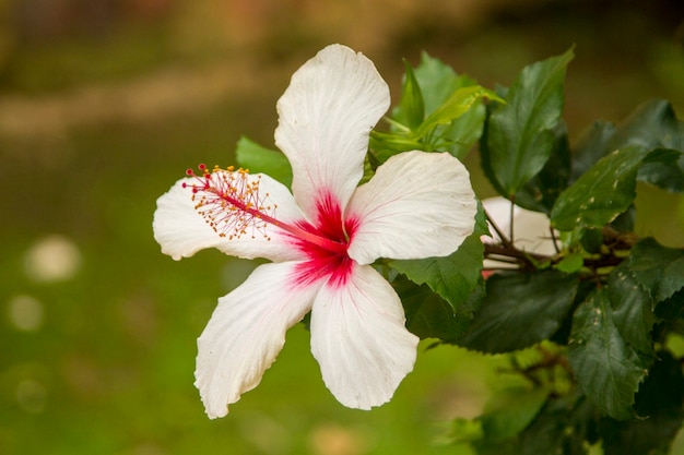 Feche acima da vista de uma flor branca do hibiscus bonito no jardim.