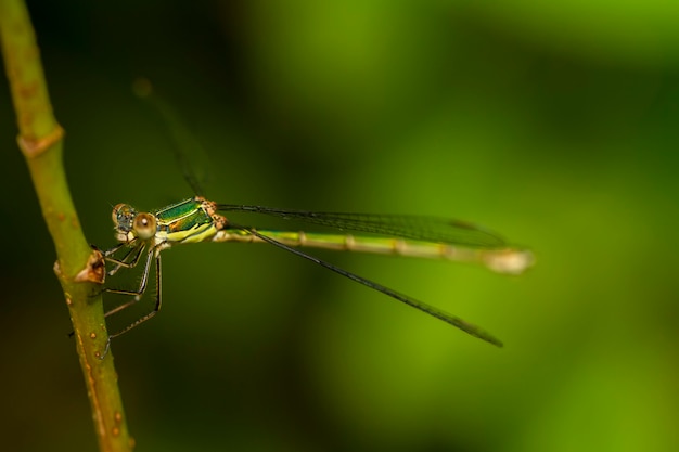 Feche acima da vista do inseto bonito do damselfly do sul da esmeralda (barbarus de lestes).