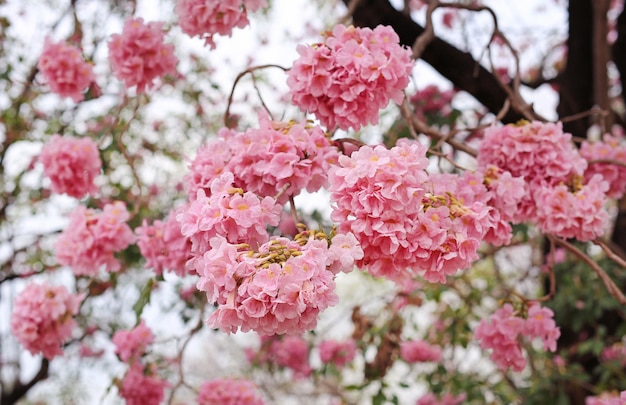 Feche acima das árvores de trombeta que florescem na estação de mola. flor rosa no parque.