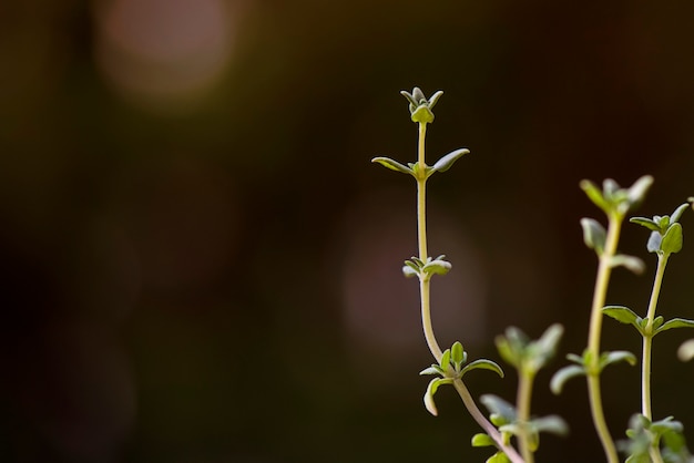 Feche acima das ervas frescas do tomilho verde na cena com um bokeh preto do fundo