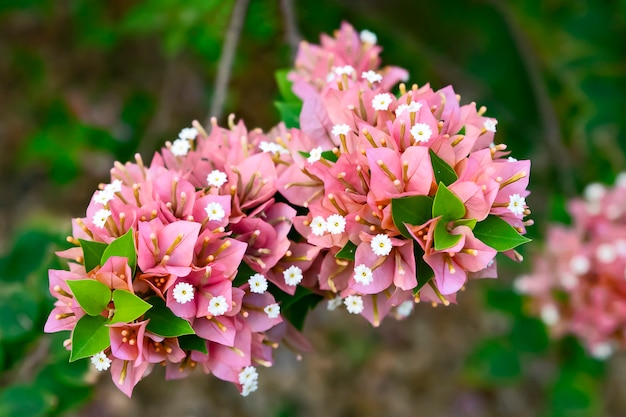 Feche acima das flores alaranjadas.