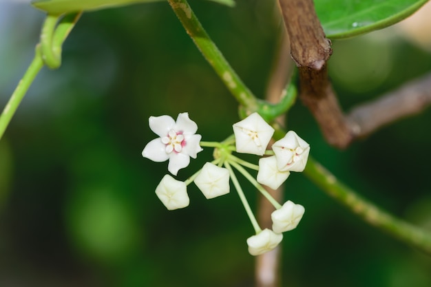 Feche acima das flores brancas do ho-ya no fundo verde.