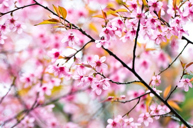 Feche acima das flores cor-de-rosa bonitas da manhã.