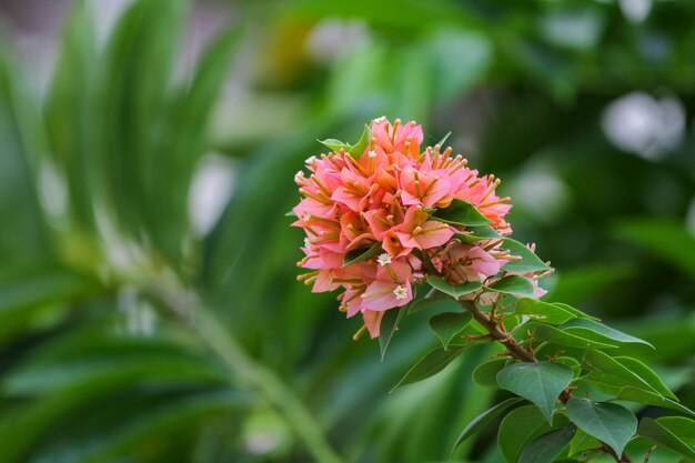 Feche acima das flores cor-de-rosa das buganvílias na natureza