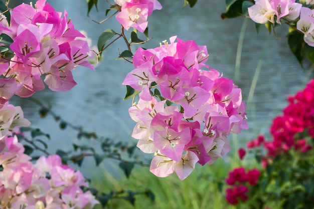 Feche acima das flores cor-de-rosa