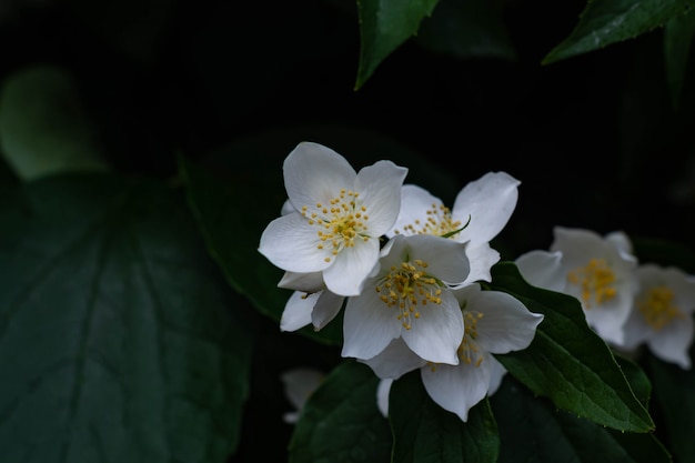 Feche acima das flores do jasmim em um jardim.