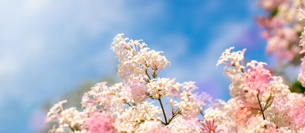 Feche acima das flores lilás da árvore no fundo do céu azul. manchas de cor do arco-íris. banner com espaço de cópia.