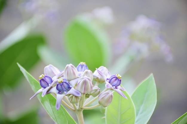 Foto feche acima das flores roxas da dália com as folhas verdes para o fundo da natureza.