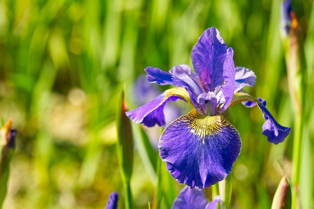 Feche acima das flores roxas da íris japonesa. íris de flor azul.