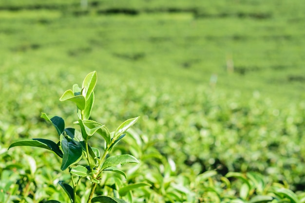 Feche acima das folhas do chá verde na exploração agrícola em platôs no campo de Tailândia.