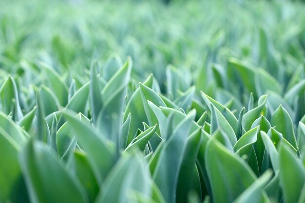 Feche acima das folhas verdes das tulipas no campo