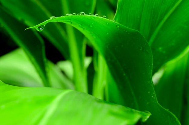 Feche acima das folhas verdes grandes