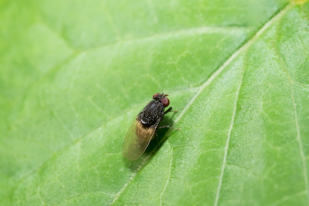 Feche acima das fotos da mosca da fruta