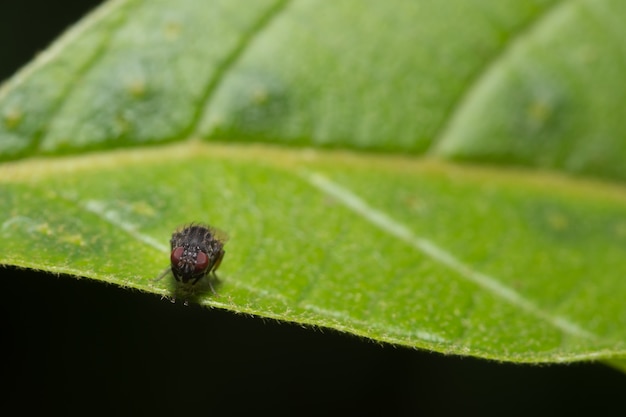 Feche acima das fotos da mosca da fruta