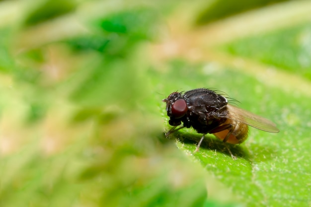 Feche acima das fotos da mosca da fruta