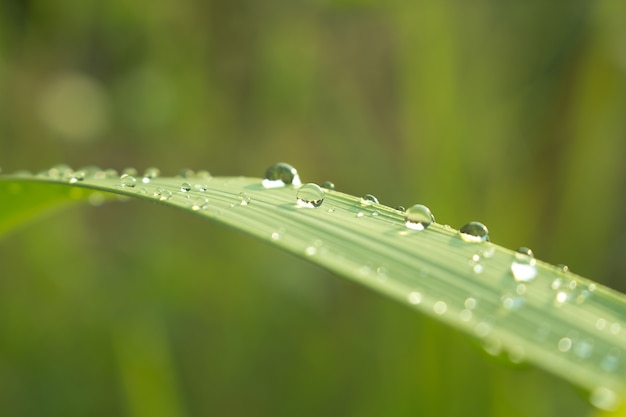 Feche acima das gotas de água na folha verde com a natureza no fundo da estação chuvosa.