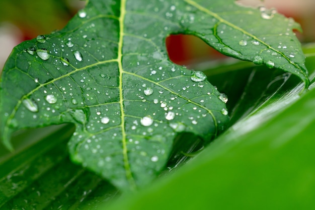 Feche acima das gotas de chuva na licença tropical verde da papaia