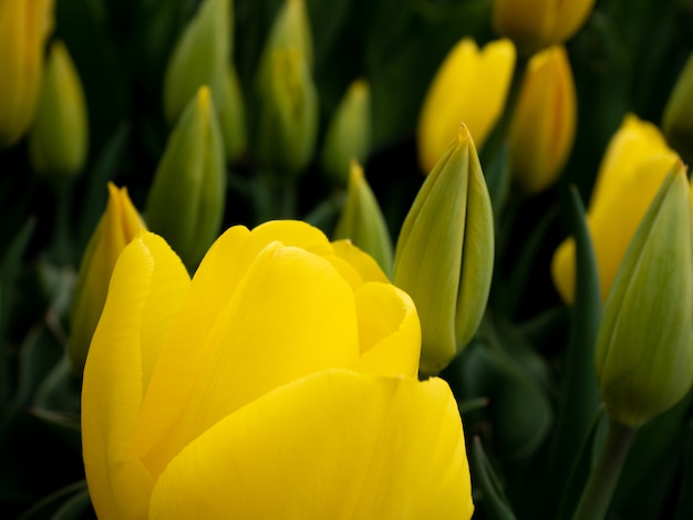 Foto feche acima das tulipas amarelas no jardim