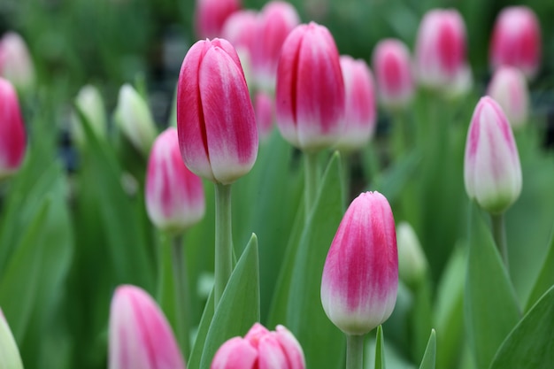 Feche acima das tulipas cor-de-rosa no campo