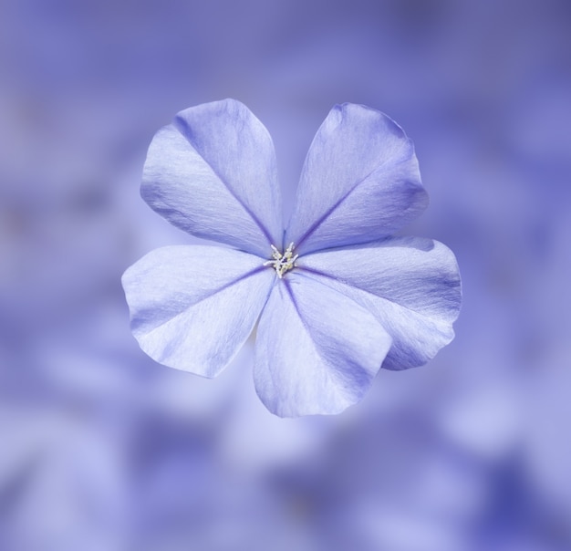 Foto feche acima das violetas flor, formato quadrado.