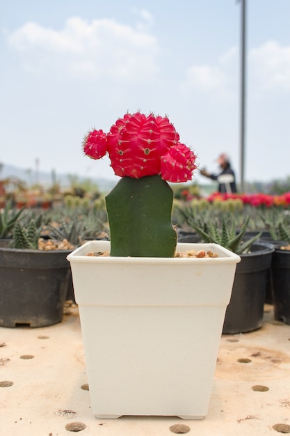 Feche acima de Cactus em uma panela.