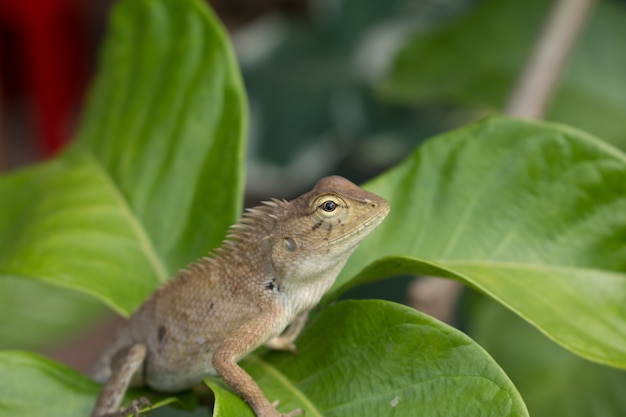 Foto feche acima de calotes versicolor daudin, lagarto de cabeça vermelha ou lagarto de jardim indiano