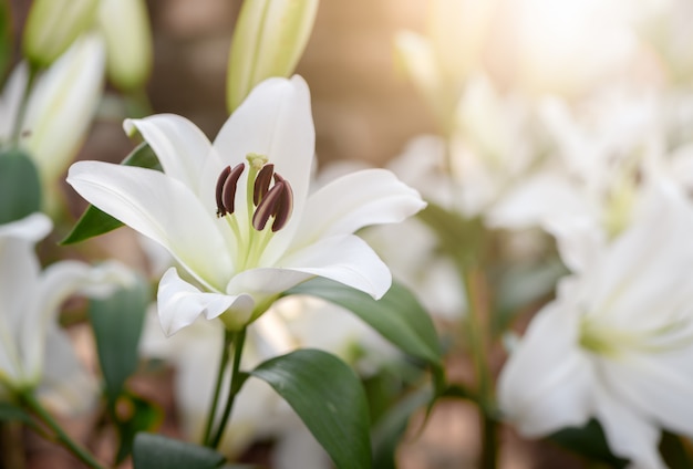 Feche acima de Lilly branco que floresce no jardim.