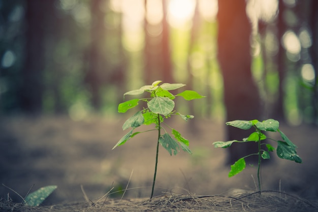 Feche acima de pouca planta que incandesce acima na floresta. Começando a vida