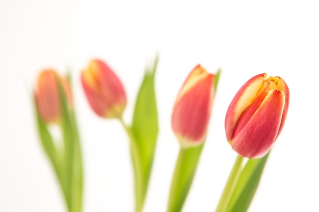 Feche acima de quatro tulipas bonitas na linha em um fundo branco