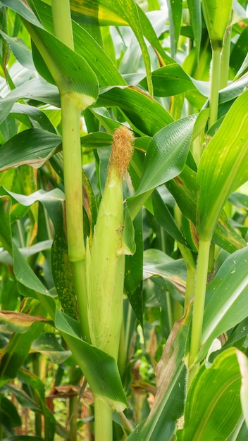 Feche acima de um campo de milho em Tailândia.