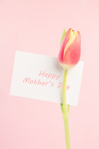 Feche acima de uma bela tulipa com um feliz cartão de dia das mães em rosa