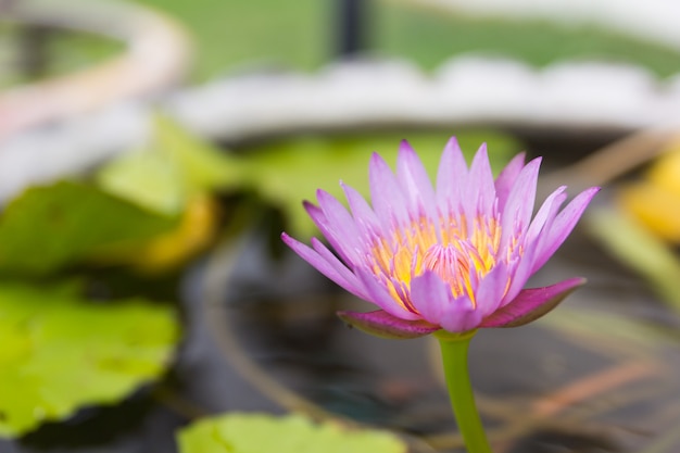 Feche acima de uma flor de lótus bonita