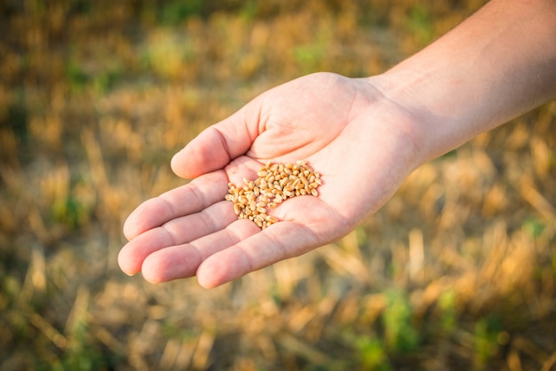 Feche acima de uma mão que guarda sementes do trigo.