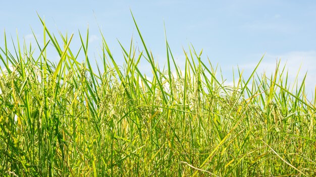 Feche acima de uma planta de arroz da orelha em Tailândia.