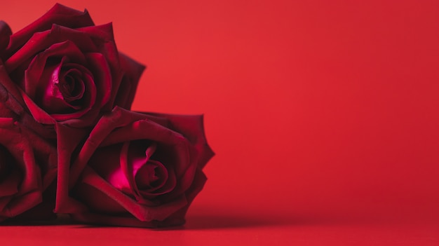 Foto feche acima de uma rosa vermelha em um fundo vermelho, tema do dia dos namorados