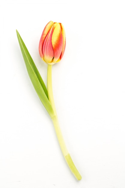 Foto feche acima de uma tulipa em flor sobre um fundo branco