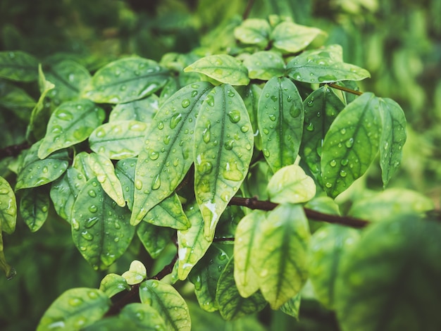 Feche acima do arbusto verde da folha com algumas gotas da chuva na superfície.