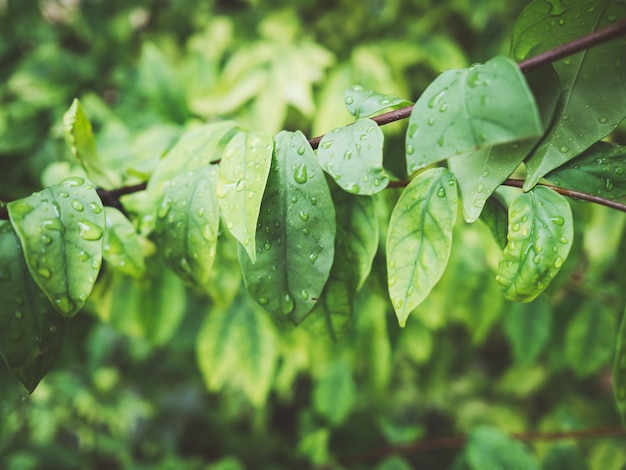 Feche acima do arbusto verde da folha com algumas gotas da chuva na superfície.