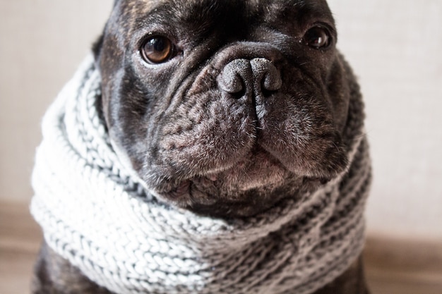 Feche acima do buldogue francês com um lenço morno feito malha, cão preto acolhedor bonito.