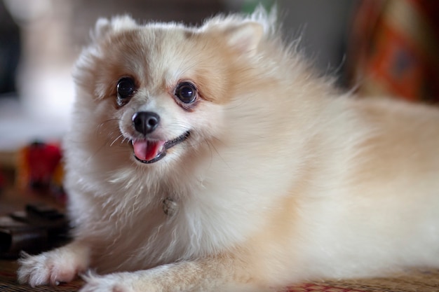 Feche acima do cão de Pomeranian senta-se para baixo na tabela.