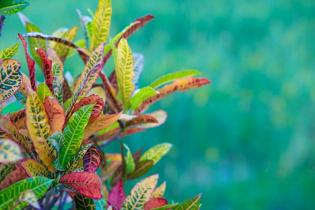 Feche acima do croton variegado deixa o fundo da folhagem tropical