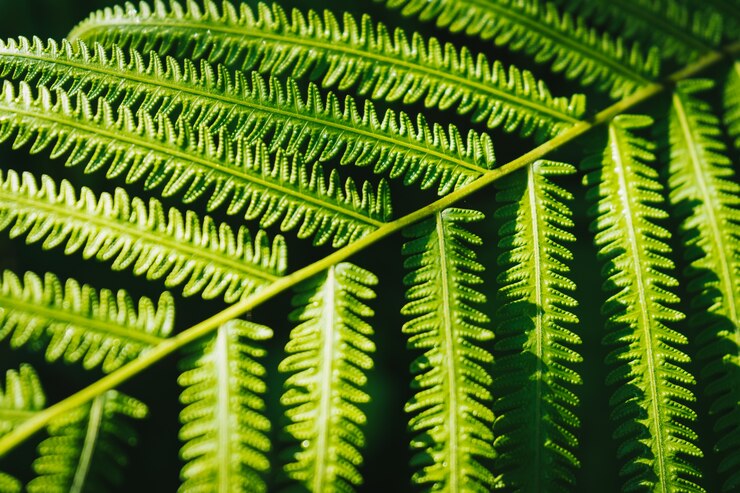 Foto feche acima do fundo verde da folha da samambaia com luz solar.