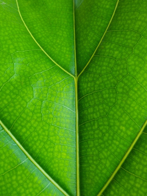 Feche acima do fundo verde da folha