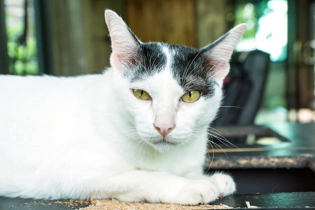 Feche acima do gato preto e branco bonito, foco macio.