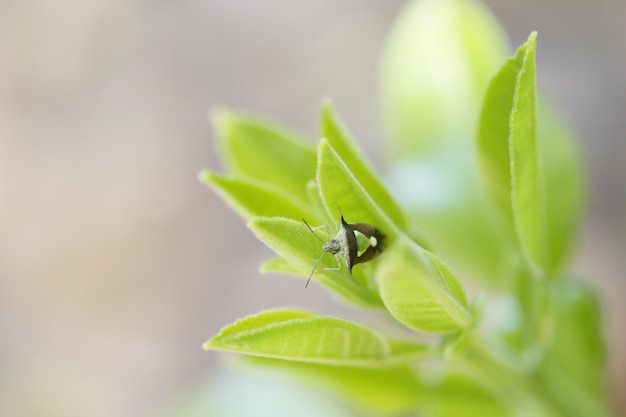 Foto feche acima do hemiptera na folha da laranja.