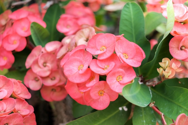 Feche acima do milii cor-de-rosa do eufórbio nas flores bonitas do jardim home.