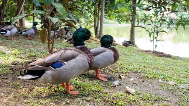 Feche acima do pato do ovo de nakhon pathom.