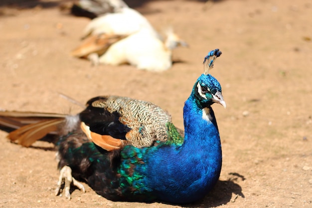 Feche acima do pavão bonito que senta-se na terra no jardim zoológico no dia ensolarado.