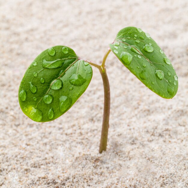 Feche acima do pingo de chuva na planta nova que cresce no tempo de mola.